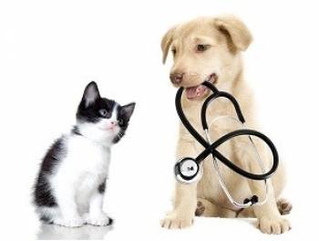 3 Reasons why you need Pet Insurance